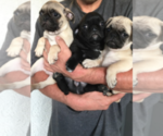 Small Photo #1 Pug Puppy For Sale in PERRIS, CA, USA