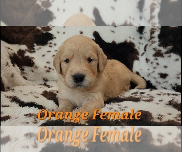 Medium Photo #2 Golden Retriever Puppy For Sale in CRAWFORDVILLE, FL, USA