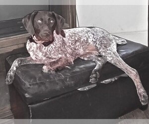 Mother of the German Shorthaired Pointer puppies born on 05/08/2022