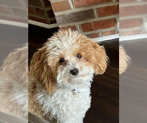 Poodle (Toy) Dogs for adoption in Wheaton, IL, USA