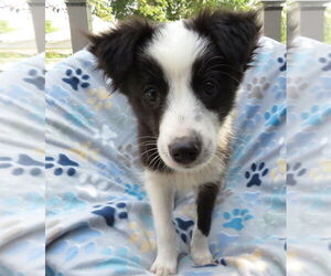 Mutt Dogs for adoption in Grovertown, IN, USA