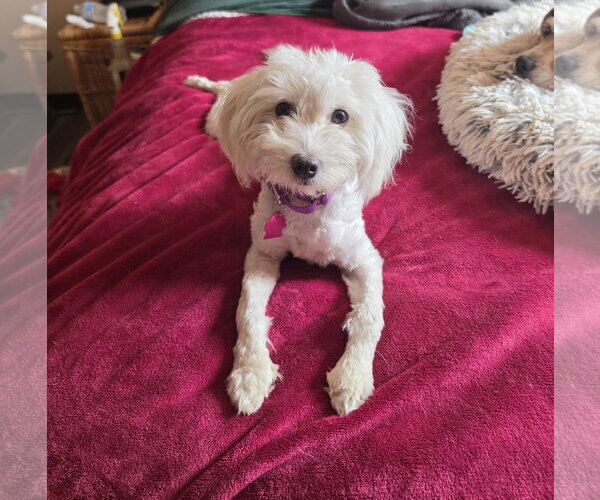 Medium Photo #3 Maltese-Unknown Mix Puppy For Sale in Las Vegas, NV, USA