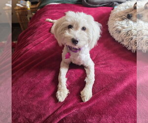 Meadow Rue - Female Maltese-Unknown Mix Dog for Adoption - Photo #3