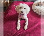 Small Photo #3 Maltese-Unknown Mix Puppy For Sale in Las Vegas, NV, USA