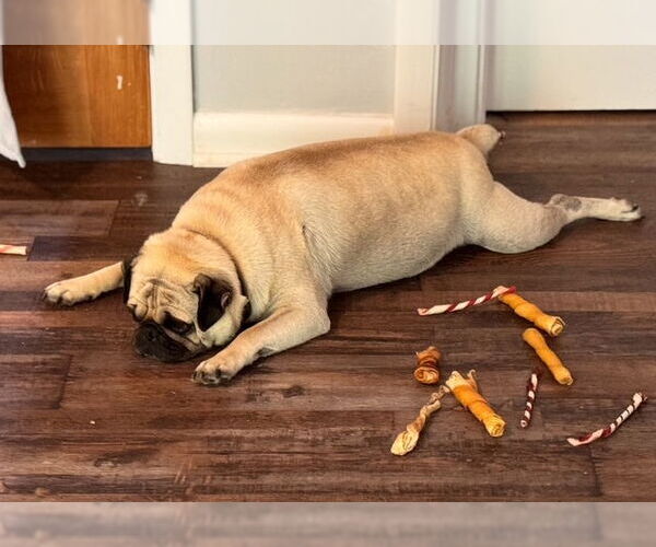 Medium Photo #3 Pug Puppy For Sale in Indianapolis, IN, USA