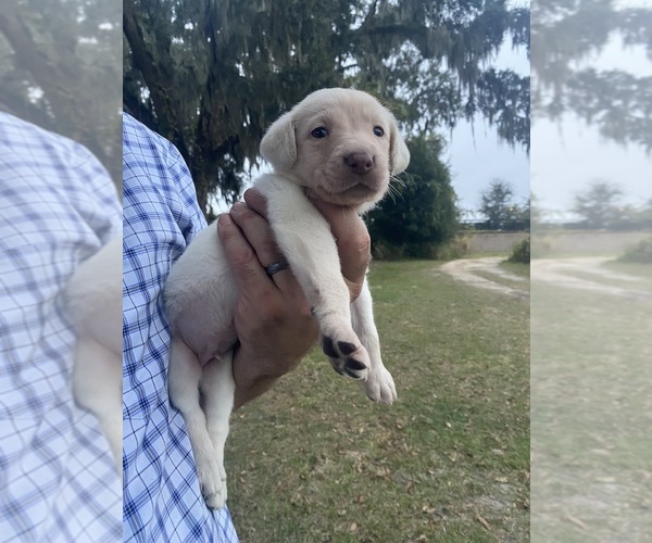 Medium Photo #36 Labrador Retriever Puppy For Sale in WILDWOOD, FL, USA