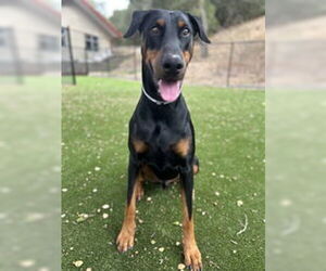 Doberman Pinscher Dogs for adoption in Salinas, CA, USA