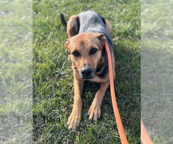 Medium Photo #2 Catahoula Leopard Dog-German Shepherd Dog Mix Puppy For Sale in Bolivar, MO, USA