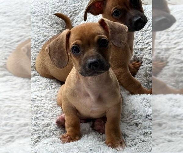 Medium Photo #2 Chihuahua-Unknown Mix Puppy For Sale in Raleigh, NC, USA