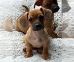 Small #1 Chihuahua Mix