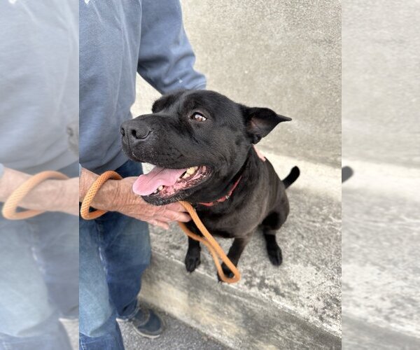 Medium Photo #3 Chinese Shar-Pei-Unknown Mix Puppy For Sale in Brewster, NY, USA