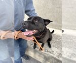 Small #2 Chinese Shar-Pei Mix