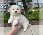 Small #1 Havanese