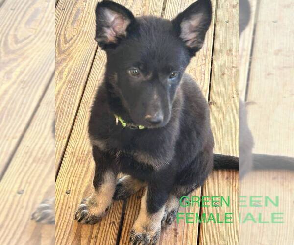 Medium Photo #1 German Shepherd Dog Puppy For Sale in KEARNEYSVILLE, WV, USA