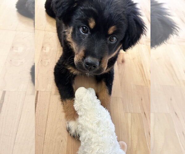 Medium Photo #3 Mutt Puppy For Sale in Polson, MT, USA