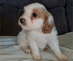 Small #18 Bernedoodle (Miniature)