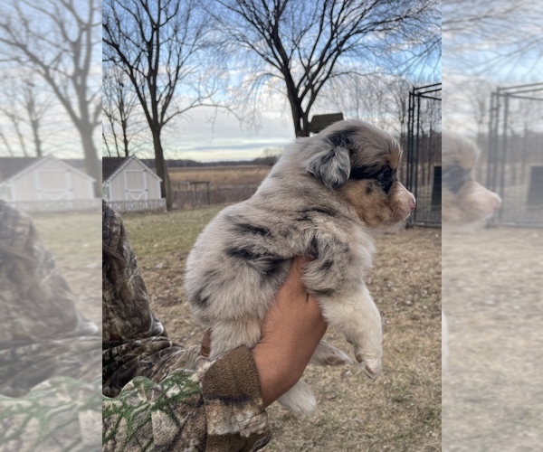 Medium Photo #2 Australian Shepherd Puppy For Sale in TOLEDO, IL, USA