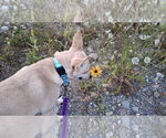 Small #28 Saluki-Whippet Mix