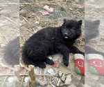 Small Photo #2 Wolf Hybrid Puppy For Sale in LAMAR, CO, USA