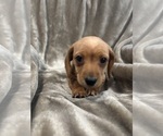 Small Dachshund