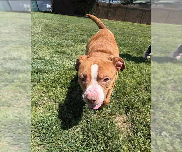 Medium Photo #4 American Pit Bull Terrier-Unknown Mix Puppy For Sale in Winston Salem, NC, USA