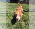 Small #3 American Pit Bull Terrier Mix
