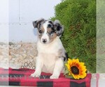 Small #2 Miniature Australian Shepherd