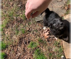 Pyredoodle Puppy for sale in BALL GROUND, GA, USA