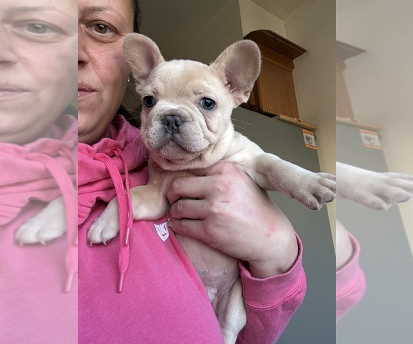 Medium Photo #6 French Bulldog Puppy For Sale in SUSSEX, WI, USA
