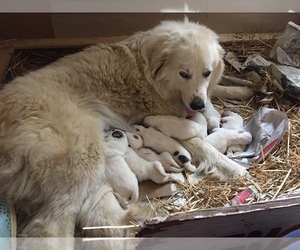 Mother of the Great Pyrenees puppies born on 05/24/2021