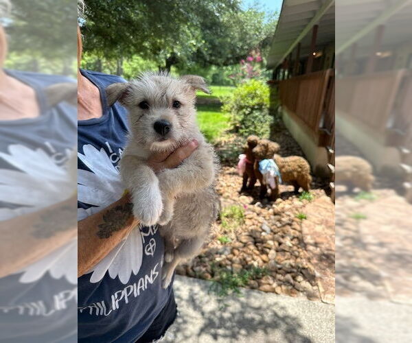 Medium Photo #3 Mutt Puppy For Sale in Oak Bluffs, MA, USA