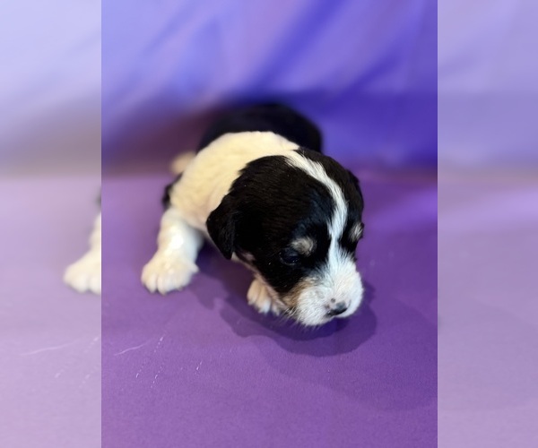 Medium Photo #3 Corgipoo Puppy For Sale in LONGMONT, CO, USA