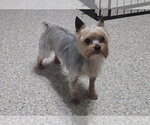 Small Mutt