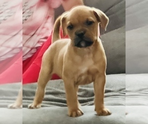 American Pit Bull Terrier-English Bulldogge Mix Puppy for sale in DENVER, CO, USA