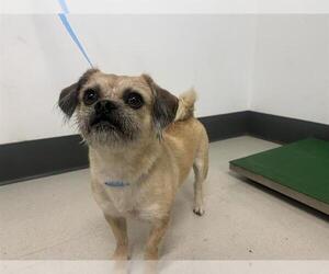 Border Terrier Dogs for adoption in Corona, CA, USA
