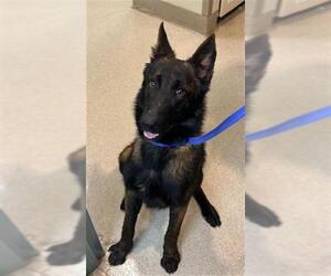 Mutt Dogs for adoption in Newton, NC, USA