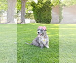 Small #4 Mutt