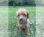 Small #7 Poodle (Miniature)