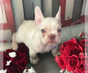 French Bulldog Puppy for sale in TUCSON, AZ, USA