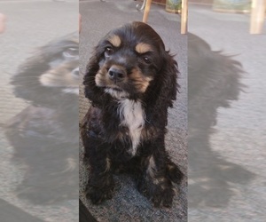 Cocker Spaniel Puppy for sale in TRINITY, NC, USA