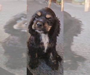 Cocker Spaniel Puppy for sale in TRINITY, NC, USA