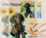 Puppy Pepper Goldendoodle
