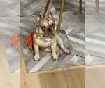 Small Photo #1 French Bulldog Puppy For Sale in SUGAR LAND, TX, USA