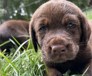 Labrador Retriever Puppy for Sale in AMELIA COURT HOUSE, Virginia USA