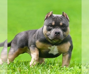 Father of the American Bully puppies born on 12/26/2023