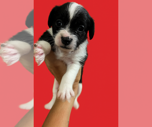 Jack Tzu Dogs for adoption in San Diego , CA, USA