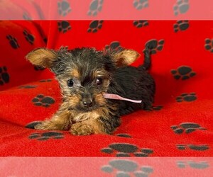 Medium Yorkshire Terrier