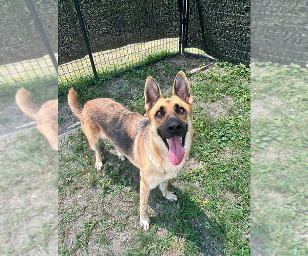 Medium Photo #1 German Shepherd Dog Puppy For Sale in Abbeville, LA, USA