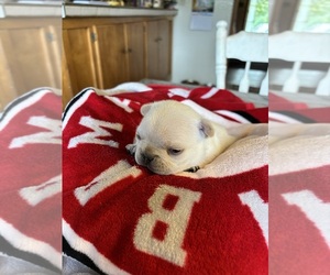 French Bulldog Puppy for sale in VALLEY, AL, USA