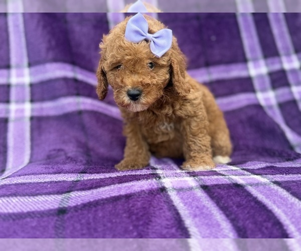 Medium Photo #2 Cavapoo (Miniature) Puppy For Sale in LAKELAND, FL, USA